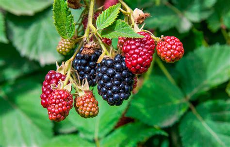 Moras Onlyfans Leak