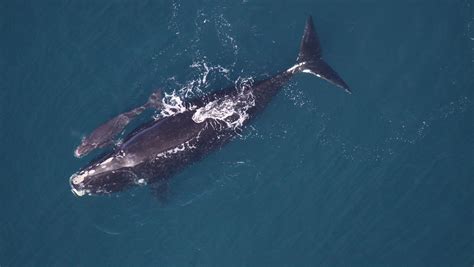 More Right Whales Spotted South Of The Islands