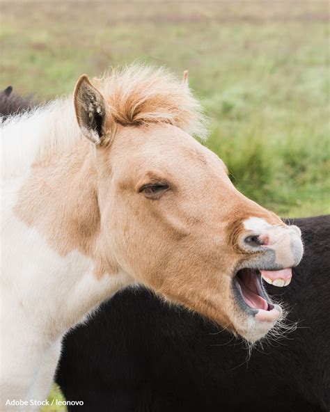 More Than 5,000 Pregnant Horses Are Imprisoned In Blood Farms …