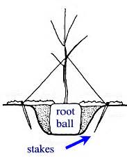 More Tree Tips - Tree Foundation of Kern: About the Tree …