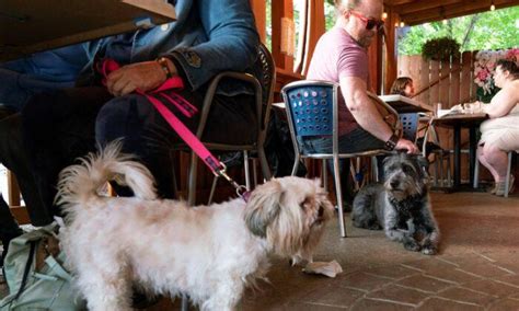 More dogs could show up in outdoor dining spaces. Not everyone is happy about it
