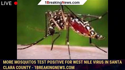 More mosquitos test positive for West Nile Virus in Santa Clara County
