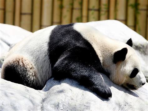 More pandas will be coming to the US, China’s president signals
