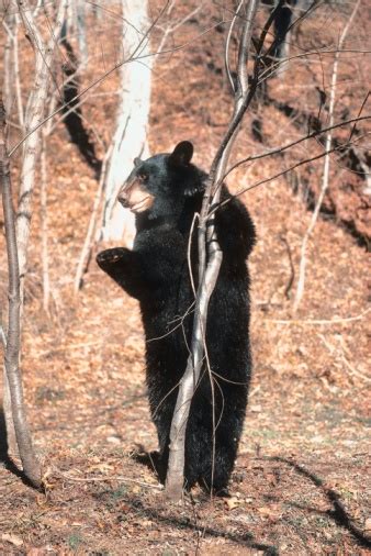 More than 150 bear sightings reported to wildlife department