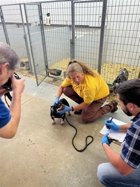 More than 40 dogs rescued from suspected puppy mill in Northwest Indiana