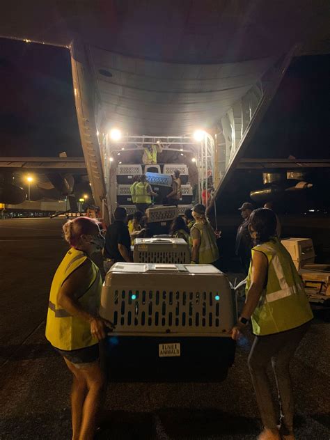 More than 600 dogs and cats are airlifted out of Hawaii for new