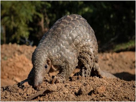 More than a ton of endangered pangolin scales seized in Thailand