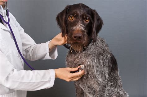 More than one way to fix dog’s hematoma
