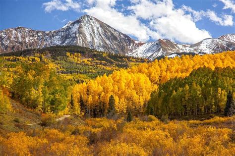 More than yellow aspens: Which trees turn which colors in Colorado?