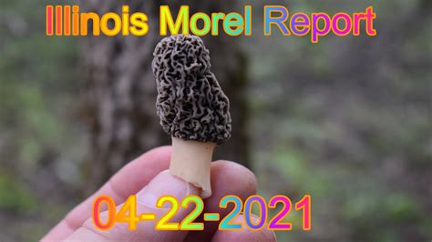 Morel Mushroom Report