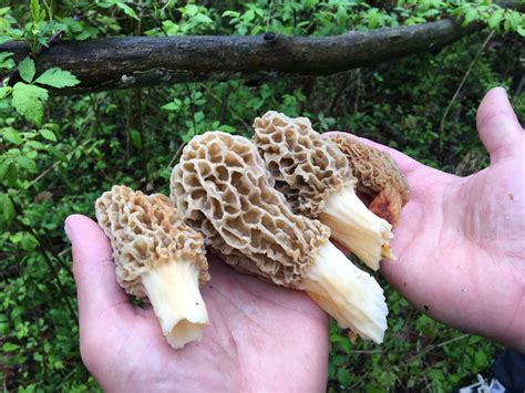 Morel mushroom hunting season starts near St. Louis