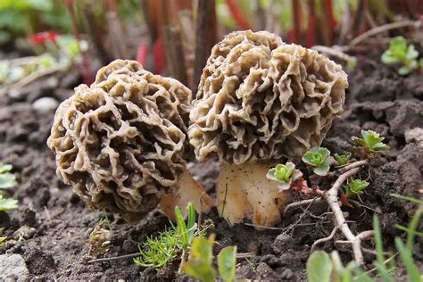 May 2, 2019 · Morels are hollow and thus bulkier in volume, so more of them have to be collected to make a pound than solid wild mushrooms like chanterelles or porcinis. If they’re lucky and skilled, professional foragers and mushroom enthusiasts can “typically collect anywhere from 20 pounds to 20 grocery bags of morels in one afternoon,” says Litchfield. . 
