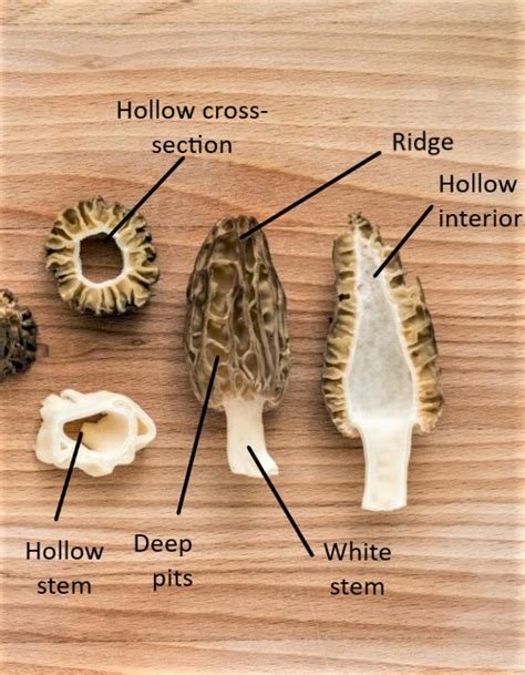 Michigan Morel Mushroom Reports. May 12th, The Morels 