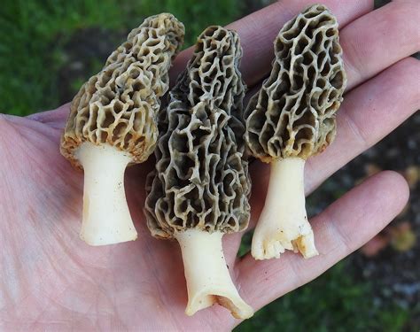 The Morel Mushroom has a yellow and brown flesh orange cap, white spores, thick white or pale cream stalks, and brown gills. This type of mushroom grows from spring to early fall in the United States. While it can also be found in Ireland and Great Britain, it is much rarer. The Morel Mushroom is one of the most common mushrooms that can be .... 