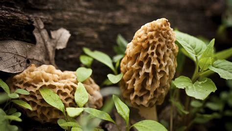 Morel mushrooms in massachusetts. Some common Michigan fall mushrooms are honey mushrooms, chicken of the woods, oyster mushrooms, lobster mushrooms and porcini. Some species such as chanterelles have a long season... 