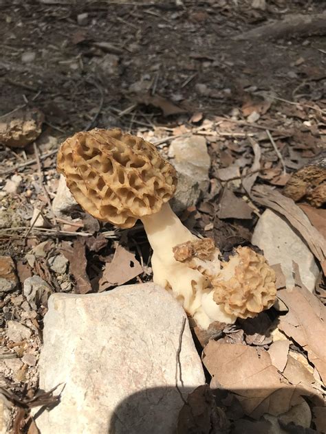 We ship our morel mushrooms for sale to all st