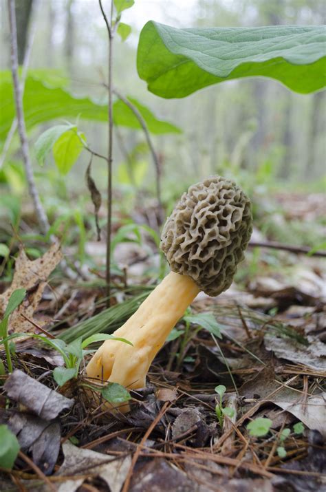 Morel Mushrooms do grow in the state of Indian