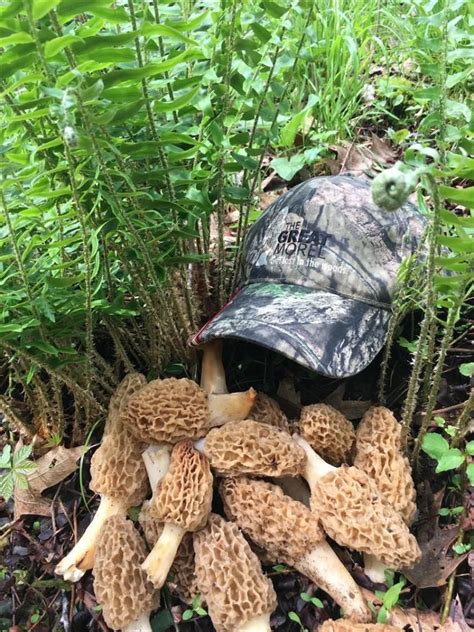 Morel sightings. Morel mushroom research is important in our ability to educate you and to protect and conserve our ecosystems. By submitting a sighting, you help us grow our pool of data and get closer to those answers. Temperature During Find. Type Of Morel Mushroom. 