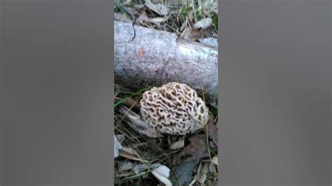 December 16, 2023. Morel mushrooms are a unique and sought-after delicacy, treasured by chefs and food enthusiasts alike for their rich, earthy flavor and distinctive spongy appearance. They are wild fungi that can be found across various parts of the United States, particularly in woodland areas in the springtime.. 