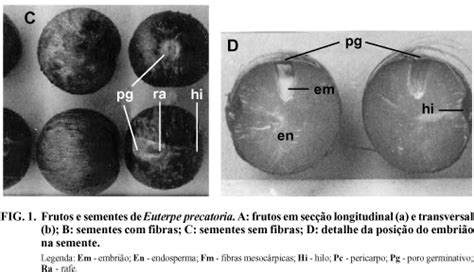 Morfo-anatomia da semente de Euterpe precatoria Mart. (Palmae)