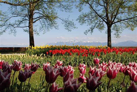 Morges Tulip Festival - SkoutTravel