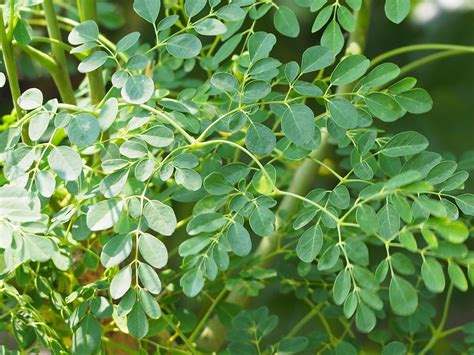 Moringa träd