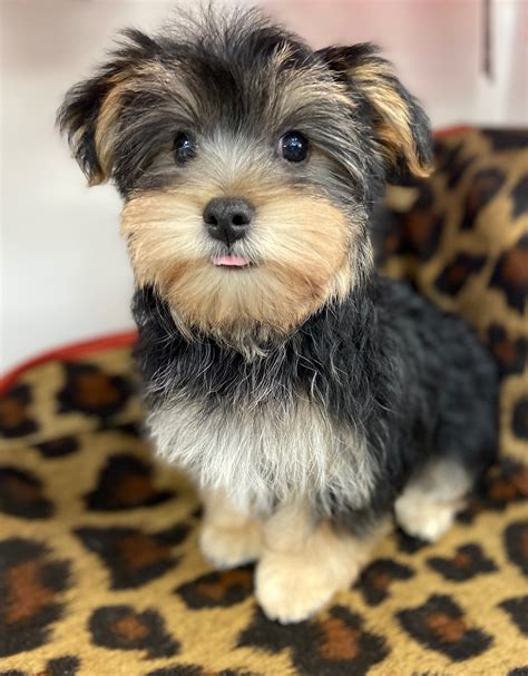 Morkie Breeder Reputation