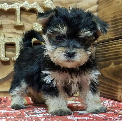 Morkie Puppies for Sale in Indiana PuppySpot