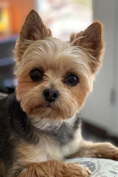 Jul 7, 2022 · If you want your Yorkie’s fur to look g