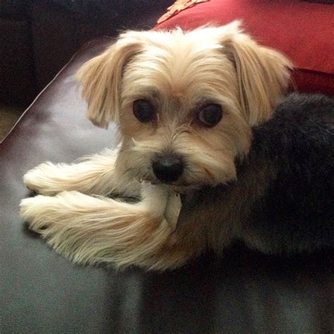 Morkie haircut. Kennel Cut. The kennel cut is among the most popular haircut styles, not only in Morkies but … 