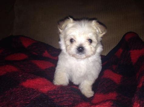 Looking for a Morkie puppies for sale in Indiana, U