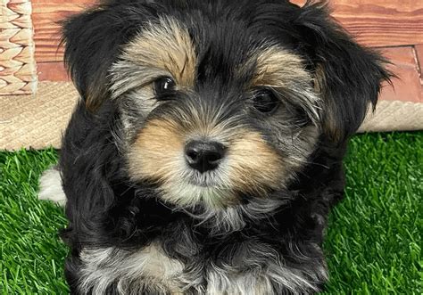 Morkie puppies near me. What is the typical price of Morkie puppies in Knoxville, TN? Prices may vary based on the breeder and individual puppy for sale in Knoxville, TN. On Good Dog, Morkie puppies in Knoxville, TN range in price from $1,250 to $3,000. We recommend speaking directly with your breeder to get a better idea of their price range. 