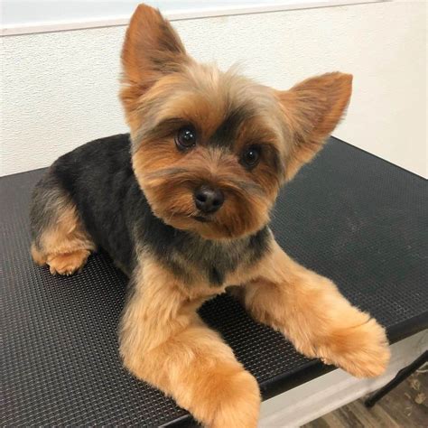 This video is how I prepare my yorkshire terrier puppies for their dog grooming, and what I specifically ask for to get a yorkie teddy bear cut (not a yorkie.... 