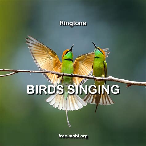 Morning Birds Ringtones - Free By Zedge™