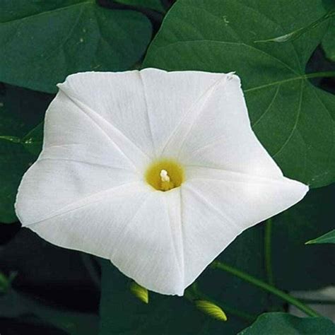 Morning Glory Vine Seed - Pearly Gates Flower Seeds