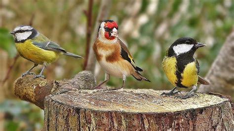 Morning bird sounds. Deciphering the dawn chorus. Wildlife expert Nick Acheson introduces some of our feathered superstars to listen out for this spring. Identify bird song. From garden birds to songbirds that you might hear in the countryside. Listen to our audio clips of the most common british birds. 