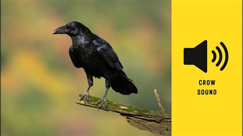 Morning crow sound.  Please make sure to "like" this ID video ...