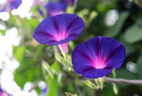 Morning glories flower. Morning glory (or moonflower) is a stunning summer-flowering vine that clambers up fences and supports and quickly bursts forth with weeks of exotic color. It is ideal … 