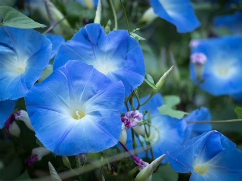 Morning glories flowers. Summary. Morning glories are easy-to-grow flowers that can bloom in the late summer and into early fall. These plants grow best in moist, loamy soils with indirect sunlight and plenty of air circulation. When growing indoors, look for varieties such as Polygala incarnate or Ipomoea purpurea which have heart … 