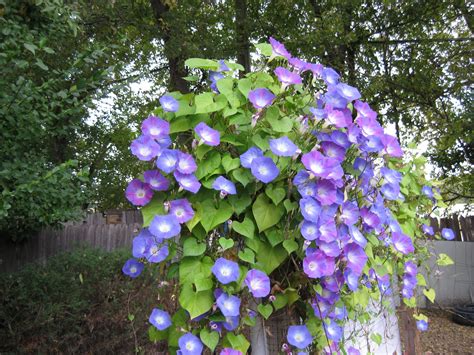 Morning glory vine. Morning glories are a fast growing climbing vine with a literal ton of blooms that open super early in the morning and close around mid-day. You'll have to wake up before dawn to see the morning glory flowers opening! Morning glory is the common name for over 1,000 species of flowering plants in the Convolvulaceae family. 