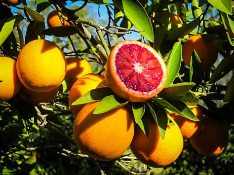 Moro Blood Orange Tree For Sale - Citrus.com