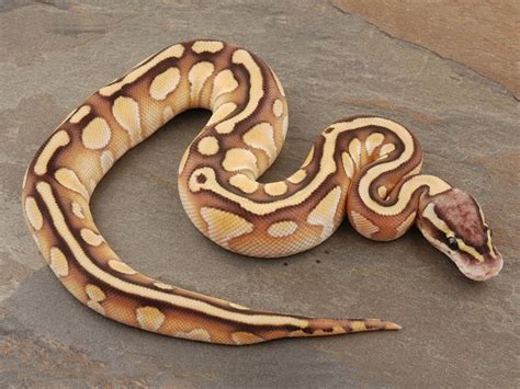 A Shaky Case for Wobbly Snakes. Published April 13, 2021 By Peter Nam. The “spider” morph is a popular variant of the ball python (Python regius) (Photo Credit: https://emborapets.com) The spider ball python is an exquisitely beautiful snake. Its cream-colored body is splattered with dark veins in the style of a Jackson Pollock painting.. 