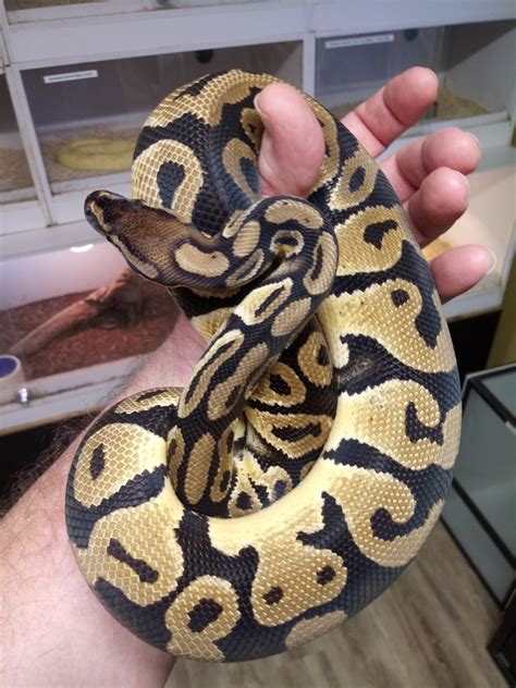Some of our favorite king snakes for sale online can be found as albinos, black and white, chocolate and lavenders. These popular color morphs can be combined .... 