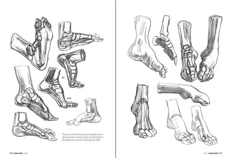 Read Online Morpho Hands And Feet Anatomy For Artists Morpho Anatomy For Artists By Michel Lauricella