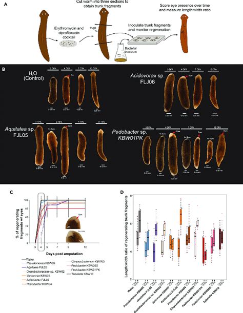 Morphological stages of regeneration in the planarian Dugesia tig…