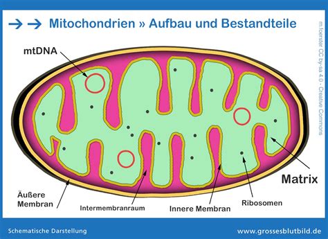 Morphologie, biologie und pathophysiologie der mitochondrien. - 94 volkswagen golf mk3 service manual.