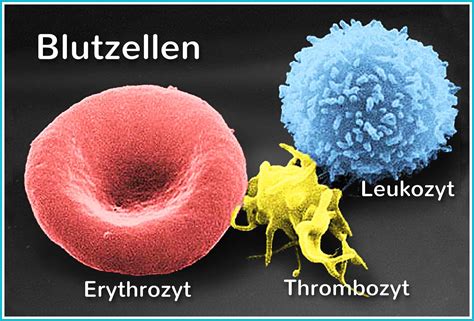 Morphologie der thrombocyten bei mensch und tier. - The relay testing handbook principles of relay testing.