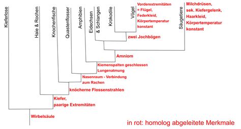 Morphologisch taxonomische untersuchungen an blattbewohnenden ascomyceten aus der ordnung der helotiales. - Asm study manual for exam fm.