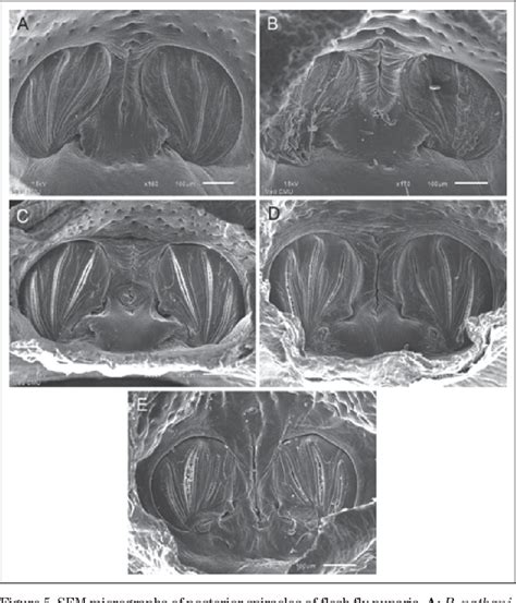 Morphology of puparia of flesh flies in Thailand - FLIES …