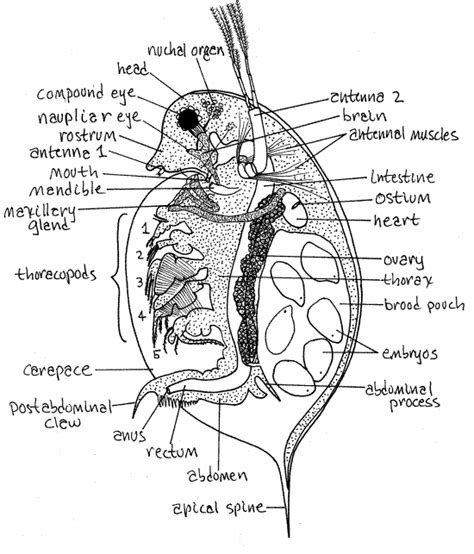 Morphology of the Daphnia nervous system: a comparative study …